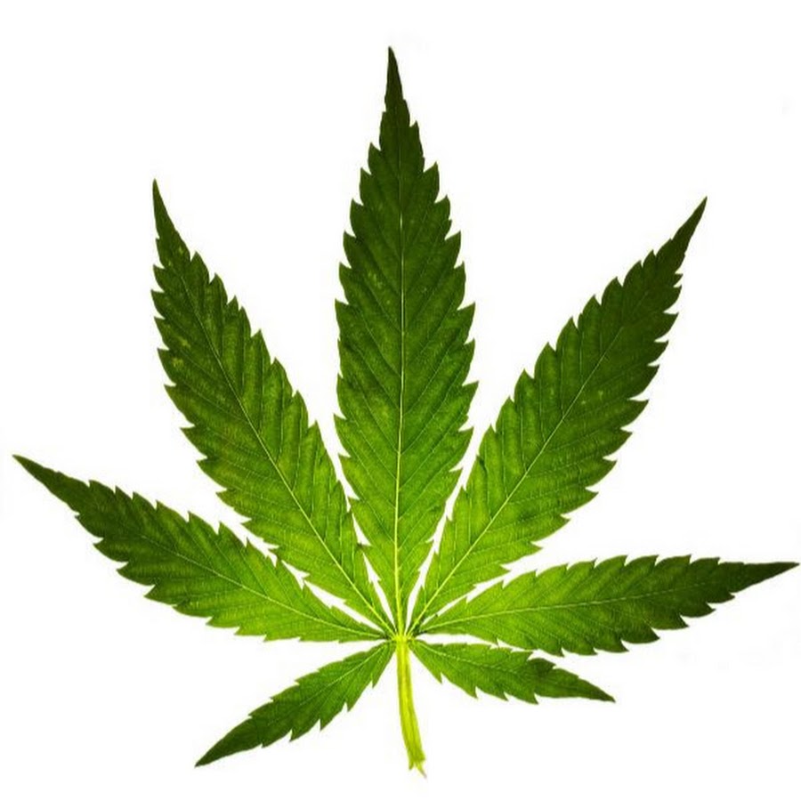 Листок канабиса марихуана и его признаки