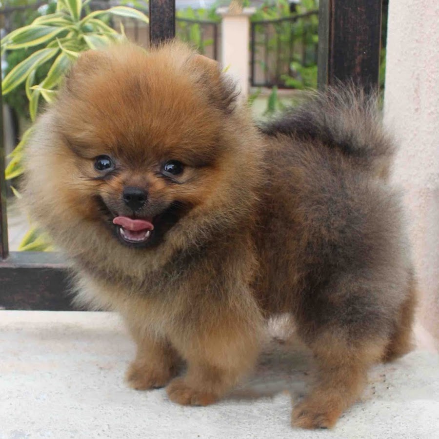 尊すぎるポメラニアン りっ君 Youtube