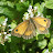 amanda checkley Avatar