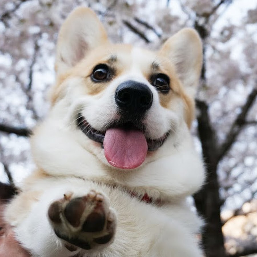 短足犬 コーギー タマの物語 Youtube