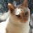 SEJ3333 Avatar