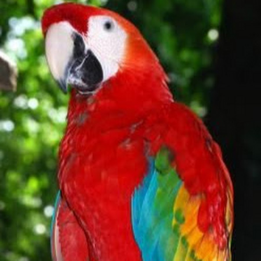 Попугаи в испании. Попугаи в австралии на улицах. Попугаи в стамбуле парк гюльхане. Парк попугаев на тенерифе. Попугай по испански.