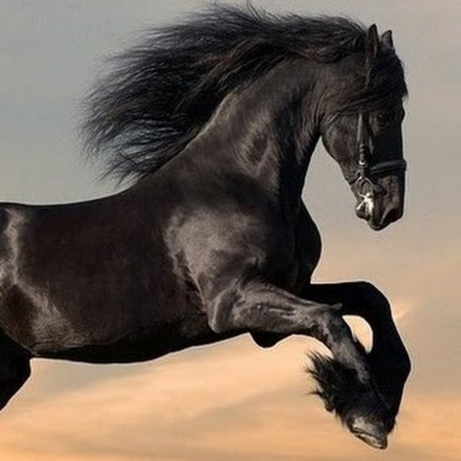 Лошадь 3 месяца. Массивные черные лошади. Черный конь на резерве. Черная лошадь молнии. Черный конь на аву.