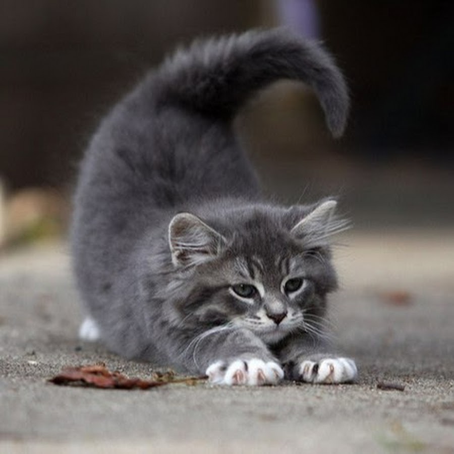Сонник котята