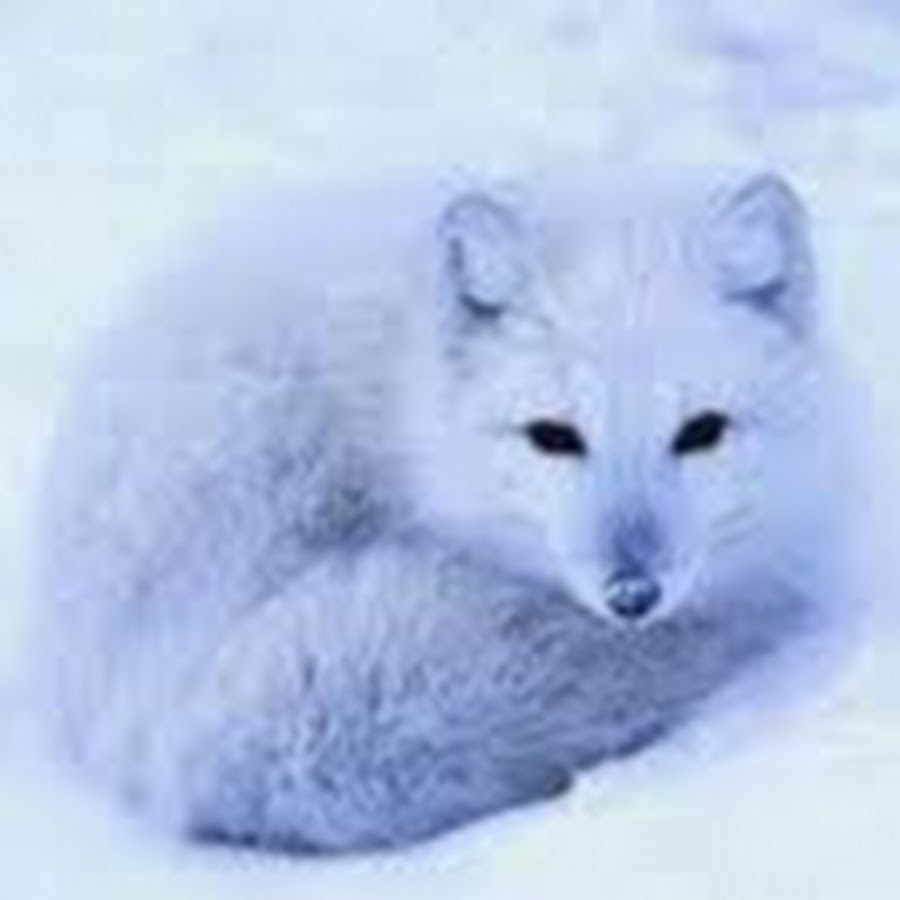 Медновский голубой песец. Медновский голубой песец. Как белых так и голубых песцов. Берингийский песец (alopex lagopus). Пушной зверек песец.