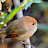 Sparrow Kim