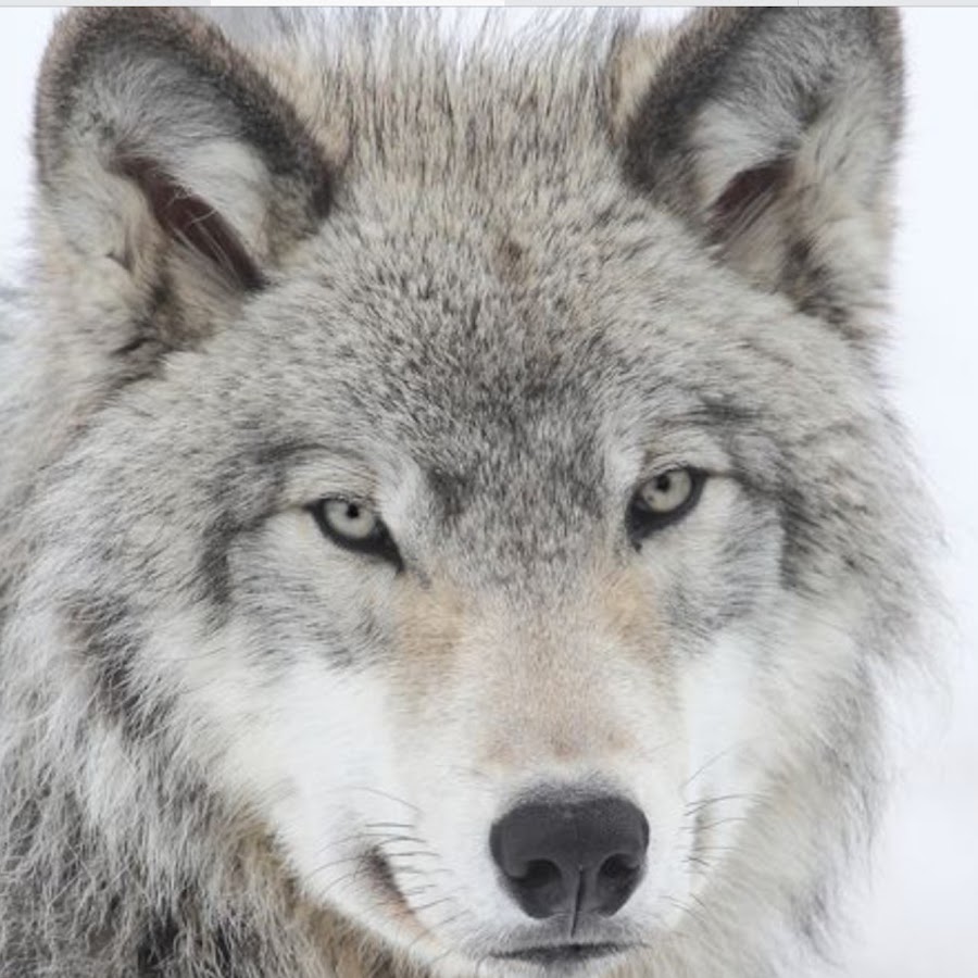 ночные волки чечня кадыров. рамзан кадыров ночные волки. рамзан ночной волк. волк кадырова. волк кадырова.