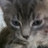 Susan Mockler Avatar