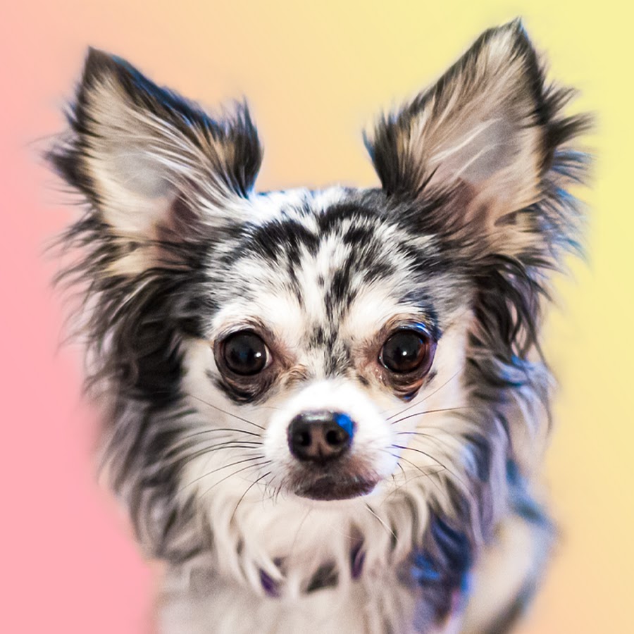 Chihuahua Dog Life - YouTube