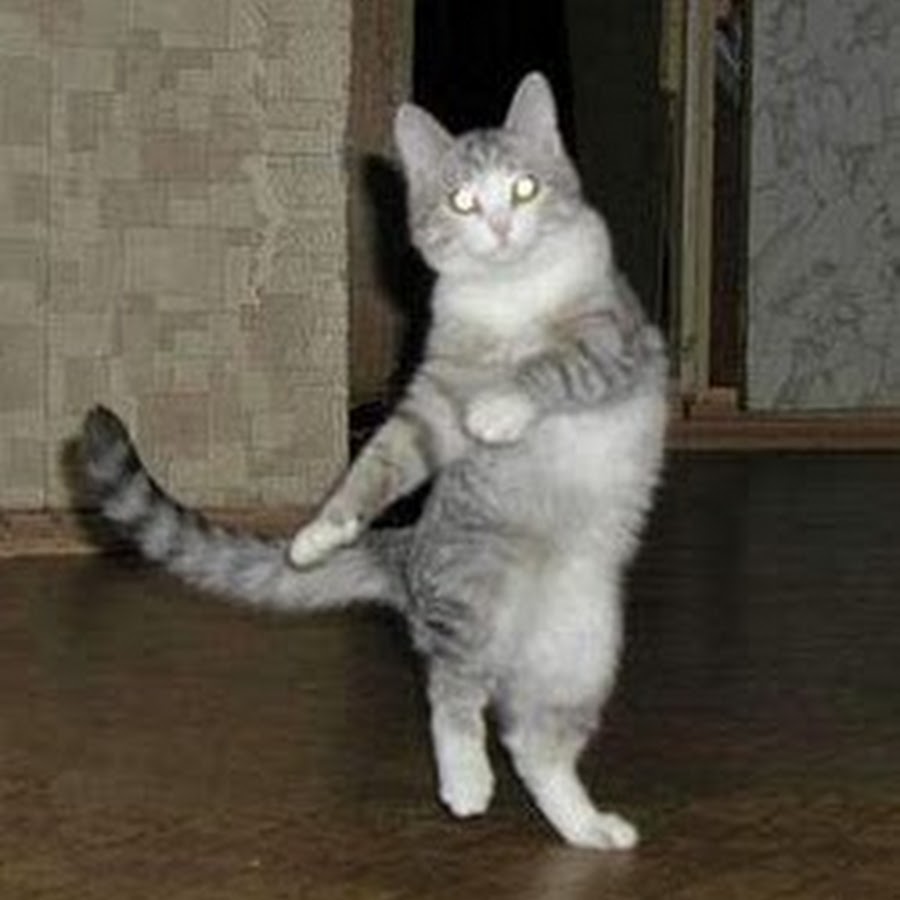 Зкс кот танцует