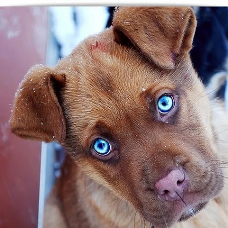 у каких собак голубые глаза