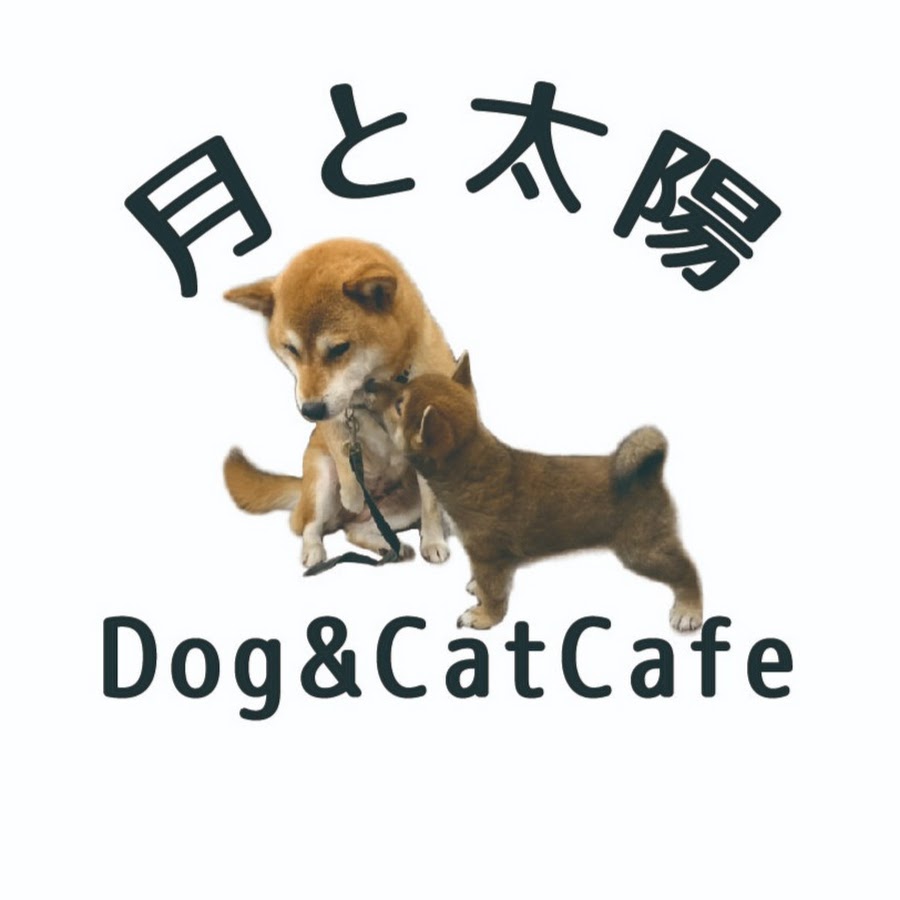 犬猫カフェ 月と太陽 Youtube