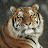 Tahir
