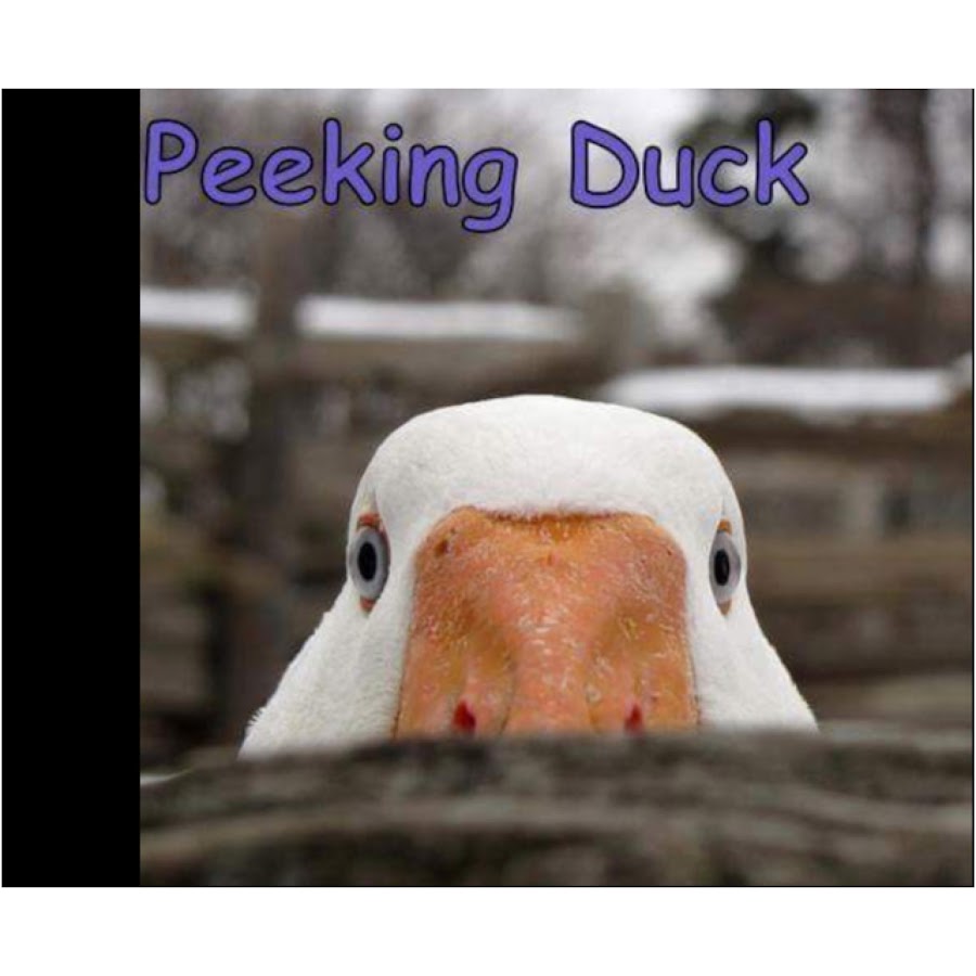 Мемы с гусями. Он гусь а она. Гуси хохлатые порода. Он гусь а она. Гусь стикер.