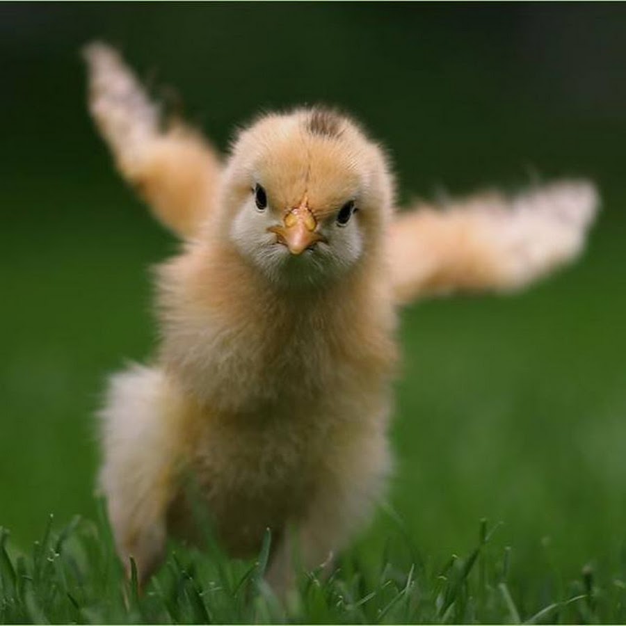 Злой цыпленок картинки