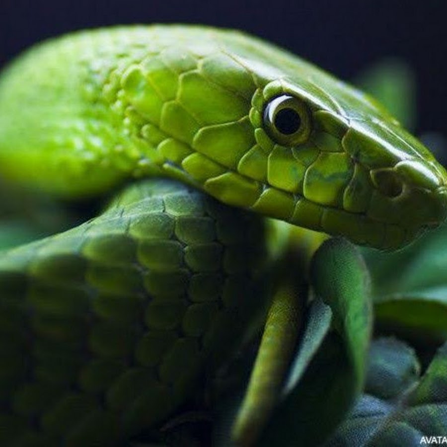 Зеленая мамба Эстетика