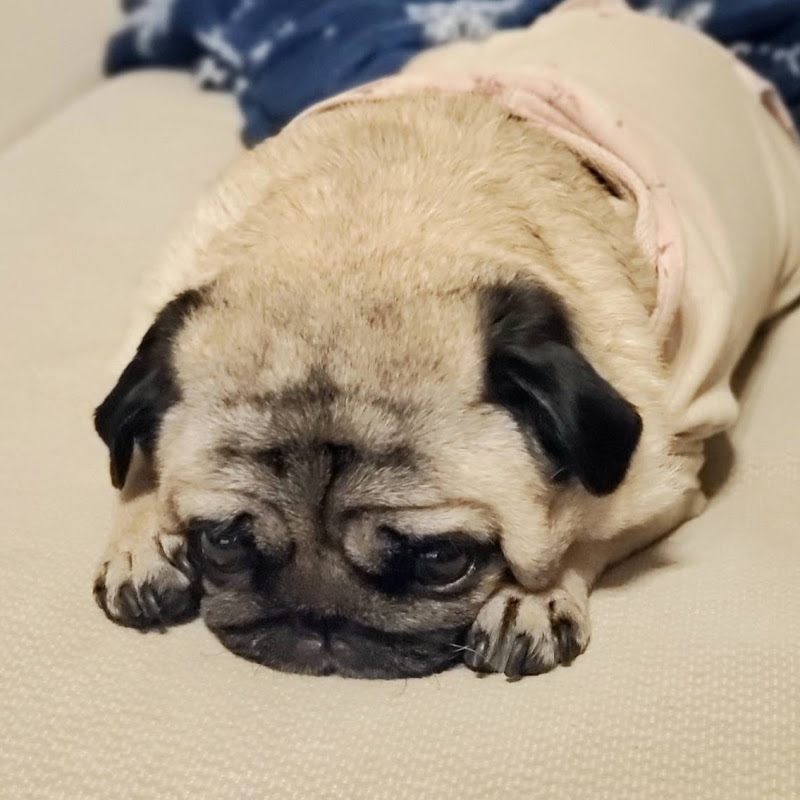 ストーカー犬 ぷぅ パグ Pug Youtubeランキング