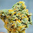 Master grower