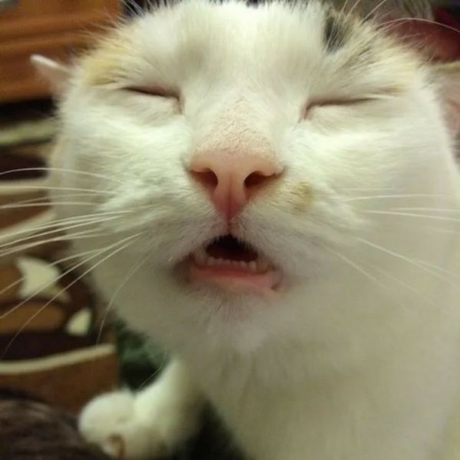 Кашляющий кот