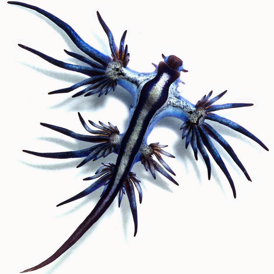 Glaucus Atlanticus синий дракон