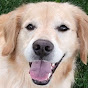 Denali The Dog & Wilma YouTube Profile Photo
