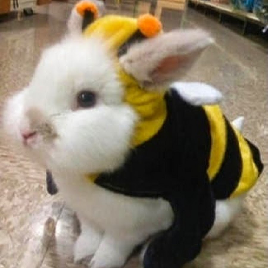 Заяц в костюме пчелы