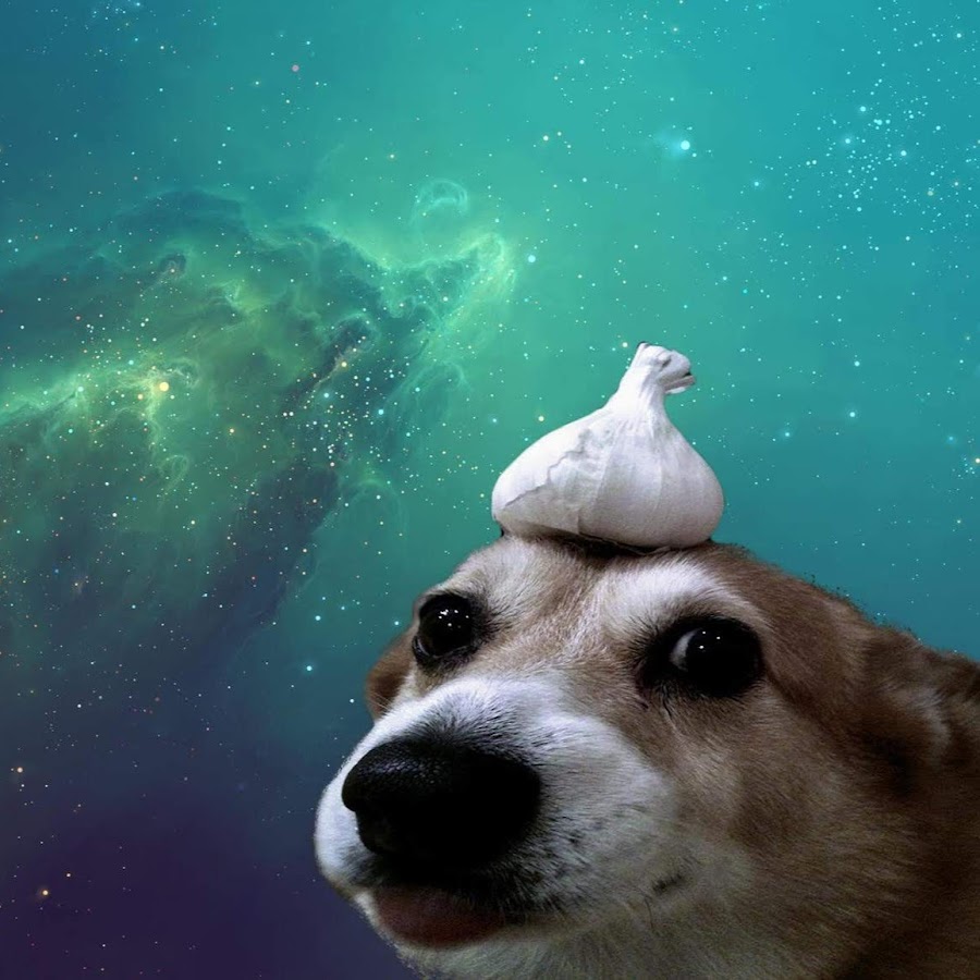 Собака с чесноком на голове