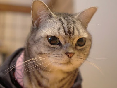 [最新] アメリカン ショート ヘア 画像 300137-外国人 髪型 メンズ ショート