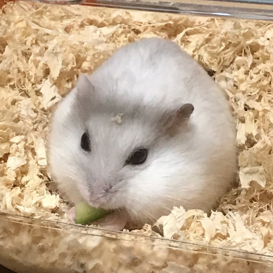 AMLnZu9ik6iOzhB_EeTFsuXO5HHNQgT5N5k0xto7C6Cr=s900ckc0x00ffffffnorj