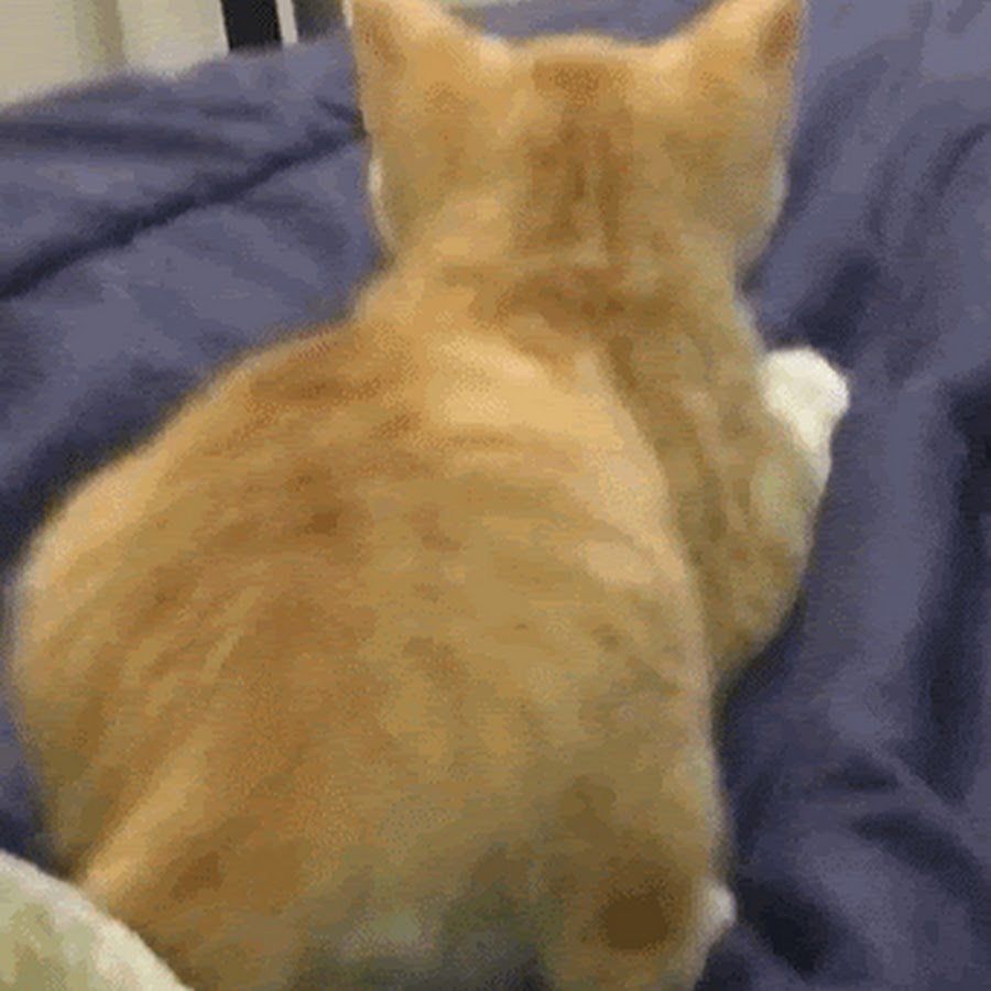 котенок упал с дивана