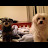 Georgie Argie Avatar