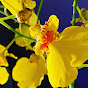 Orchid Lore YouTube Profile Photo