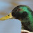 Quack Head