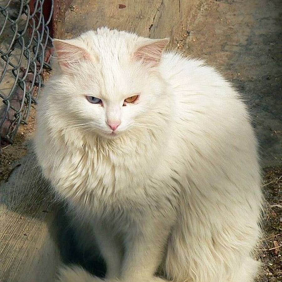 Старая белая кошка. Ангорская кошка. Турецкая ангора кошка. Турецкий ангорский кот. Белая ангорская кошка.