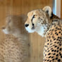 I_am_cheetah