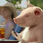 Pig62