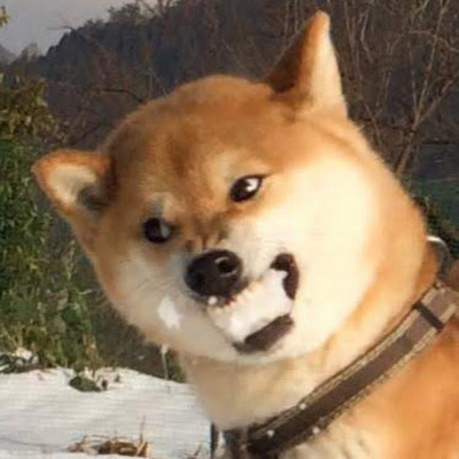 Собака сутулая