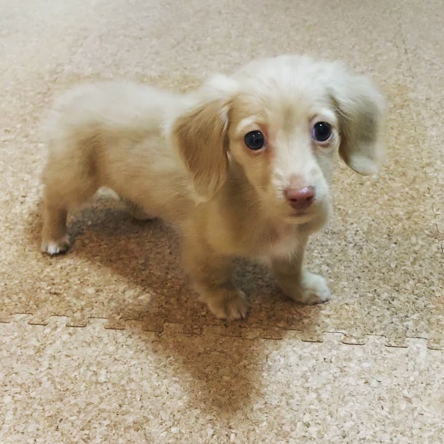 カニヘンダックスのbeeチャンネル Youtube