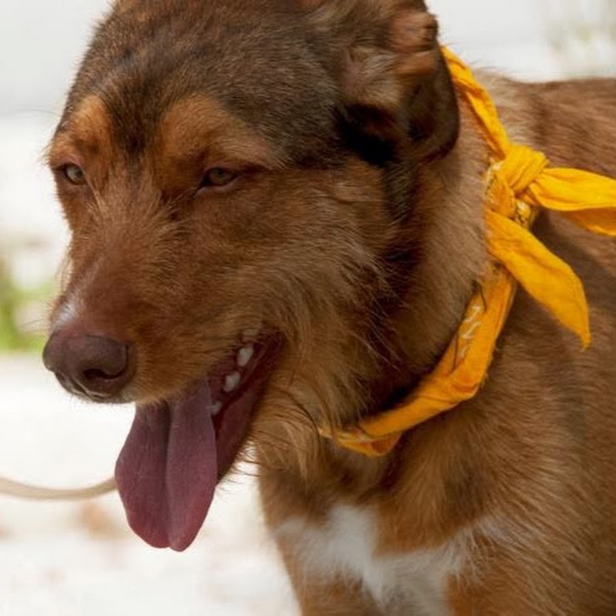 AMLnZu9mgL_uu9Gk9L8FYORL2Zt2Wduo_d30n6ctcueP=s900ckc0x00ffffffnorj