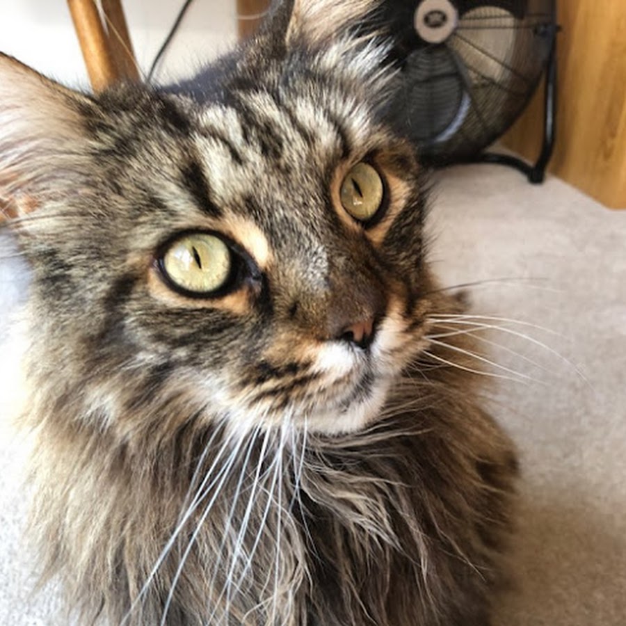 Maine Coon Central Youtube