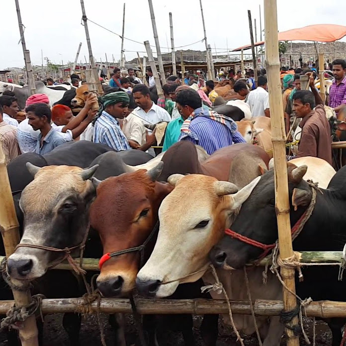 Daily Village Topic Net Worth & Earnings (2026)