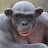Monogamous Bonobo