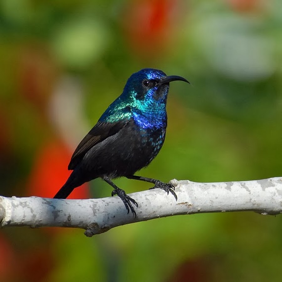 Птица сине зеленого цвета. Palestine Sunbird. Колибри в Израиле. Певчие птицы Израиля. Птицы Израиля Колибри.