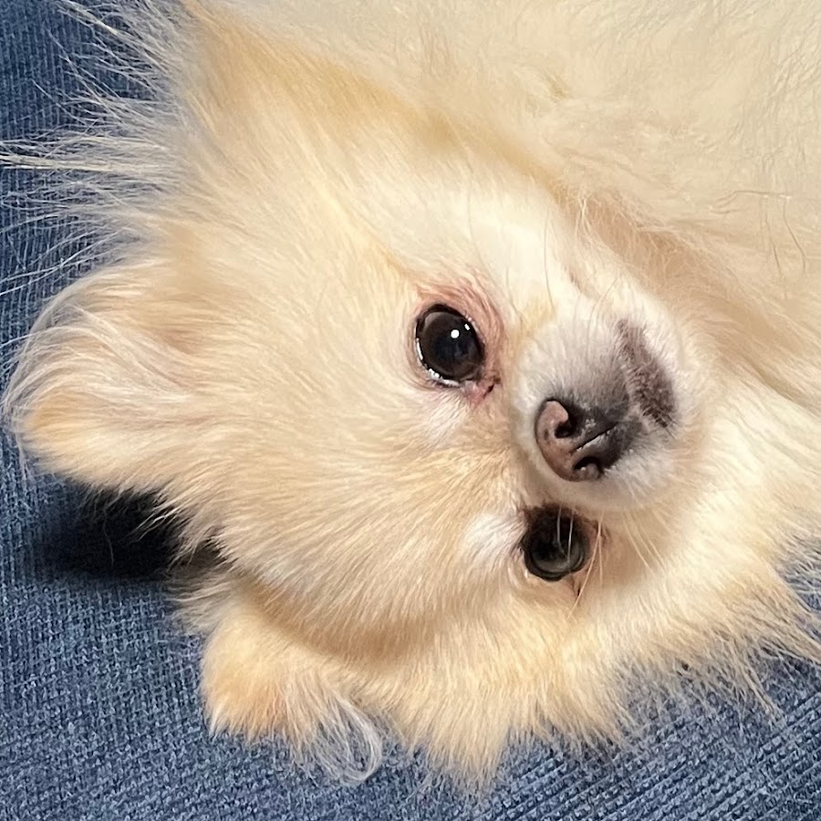 ポメチワたろす Youtube