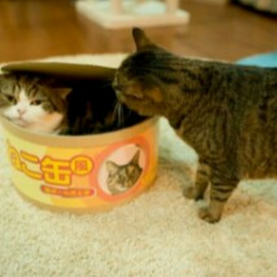 My cat new. Коты в консервных банках. Кошачий корм с пушистым котом. Котик интерес. Жил на свете кот котишка.