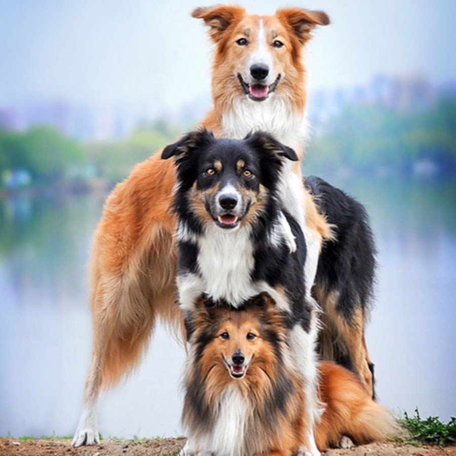 Трио собак. Породы собак бордер колли аусси. Три разные собаки. Доброе утро собачка колли. Три собаки фото.