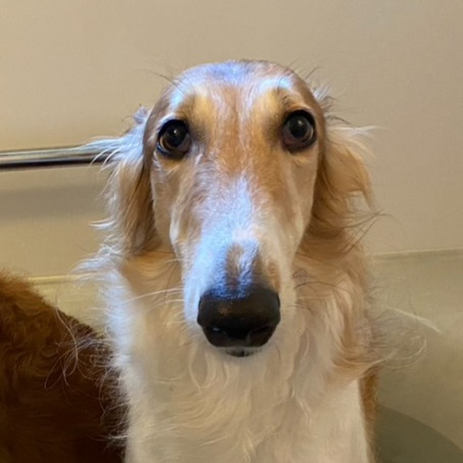 ボルゾイぴーちゃんねる Youtube