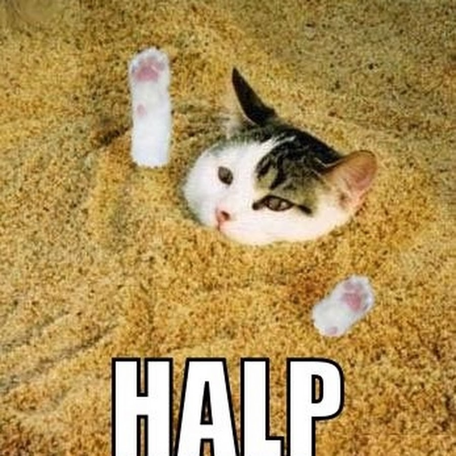 Halp. Помогите Мем кот. Help кот Мем. Мемы с котиками. Мемы с котами помогите.