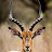 Savage Antelope