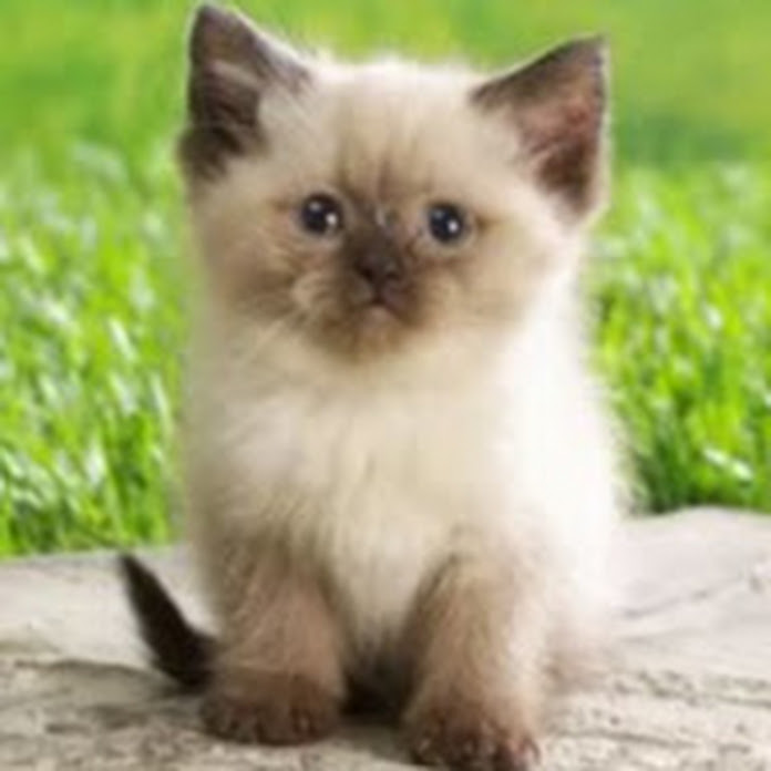 Наши пушистые друзья! Net Worth & Earnings (2026)